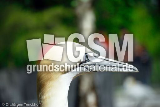 Basstölpel (23 von 24).jpg